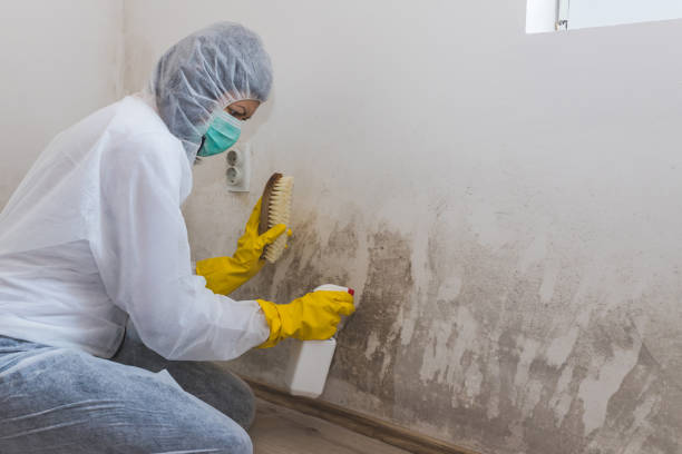 Best Crawl Space Mold Removal  in Alto, TX