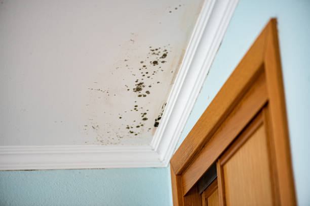 Best Toxic Mold Removal  in Alto, TX