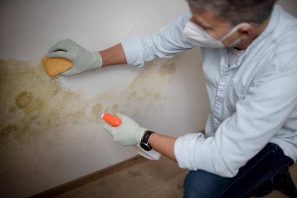 Best Certified Mold Removal  in Alto, TX