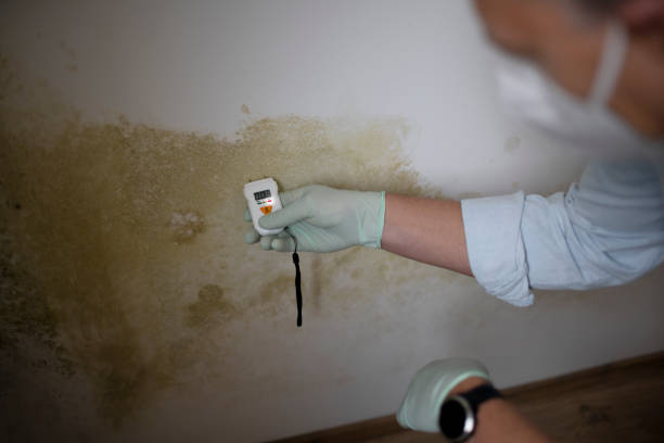 Best Mold Damage Repair  in Alto, TX