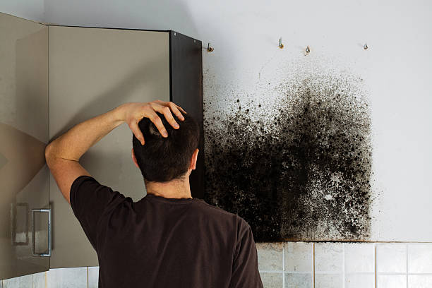 Attic Mold Removal in Alto, TX