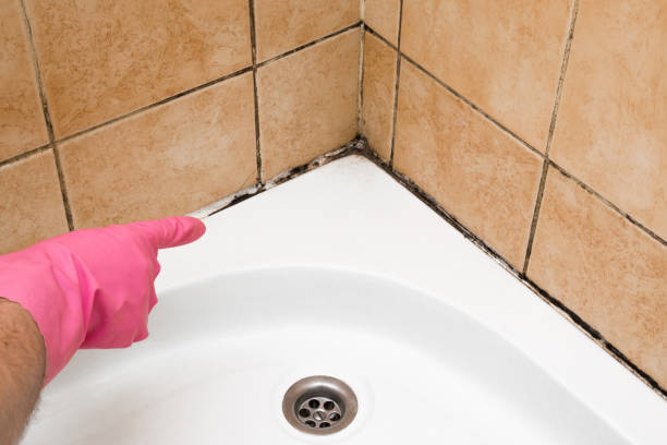 Best Commercial Mold Removal  in Alto, TX